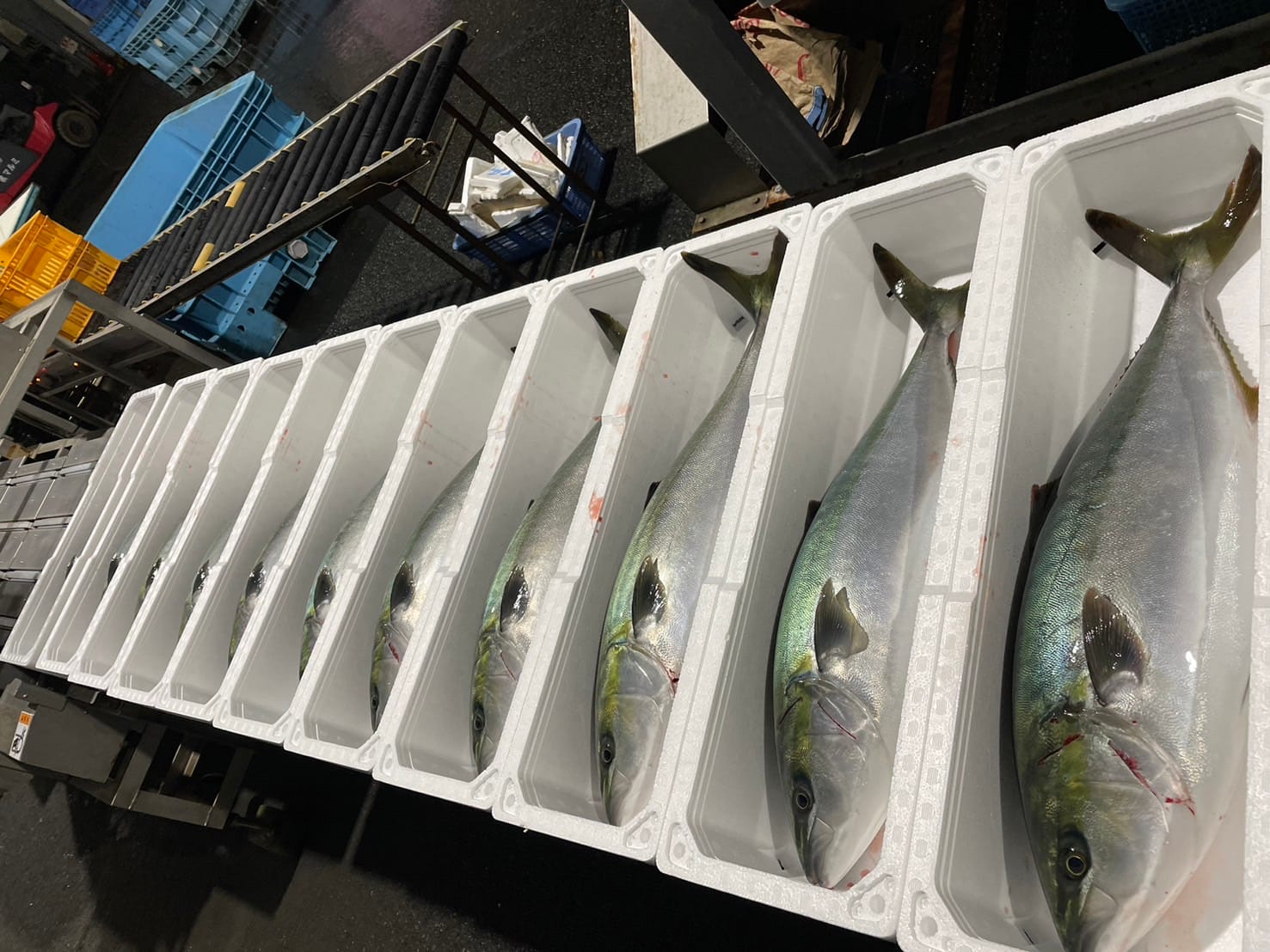 鮮魚
