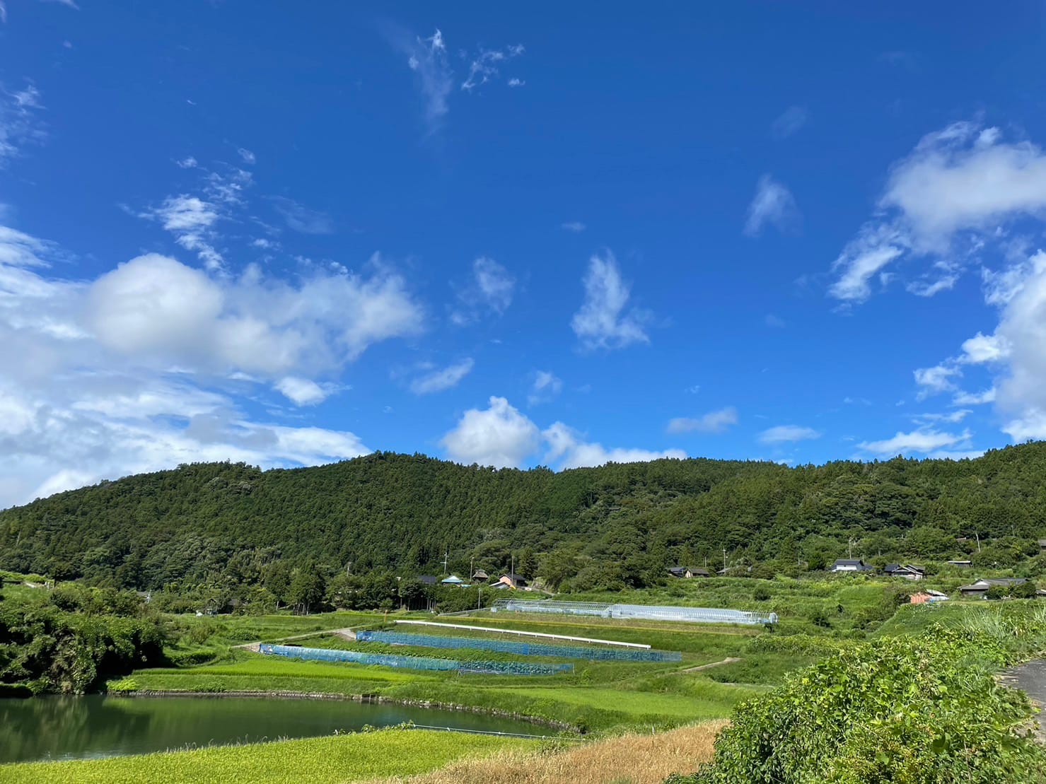 新鮮きゅうり
